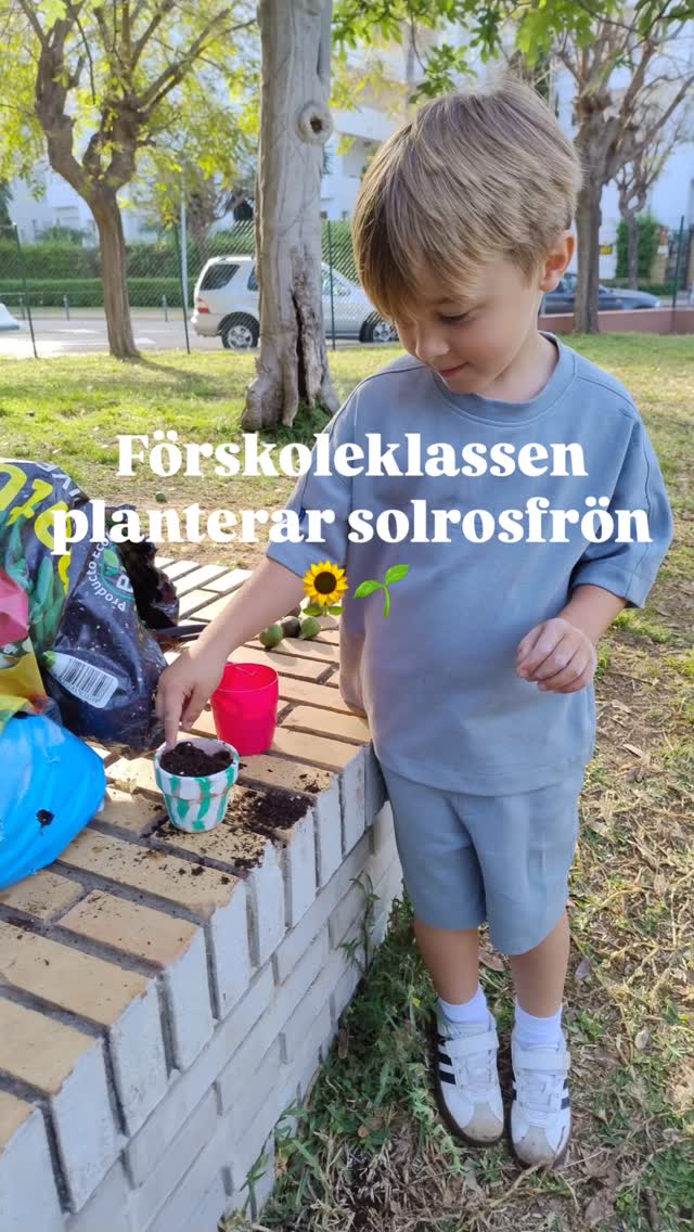 Förskoleklassen planterar solrosfrön 🌻🌱 Små händer, stora drömmar – nu väntar vi på att de ska växa! ✨ #för…
